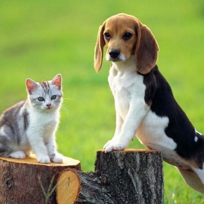 Vận chuyển thú cưng